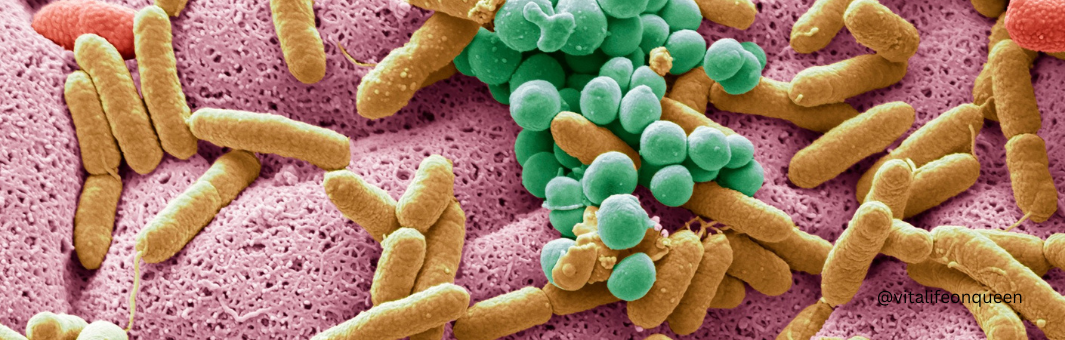 Gut microbiota