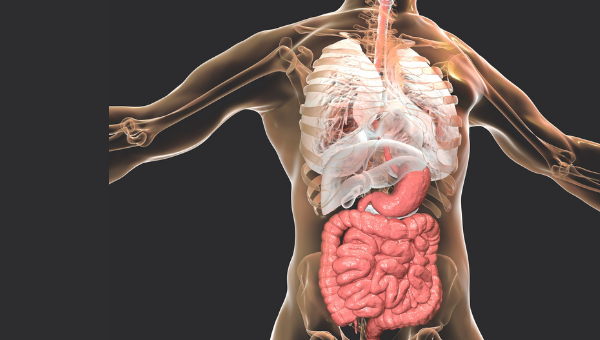 Gastrointestinal Tract