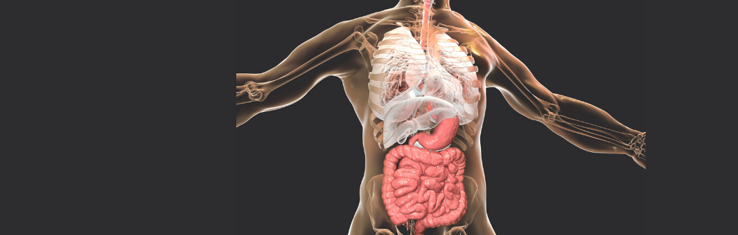 Gastrointestinal Tract