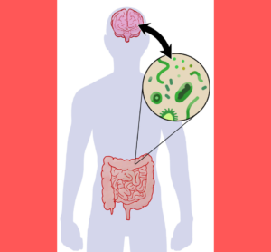 Gut-brain connection