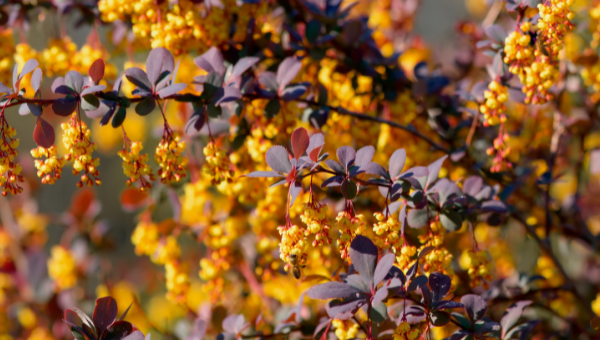 Berberine