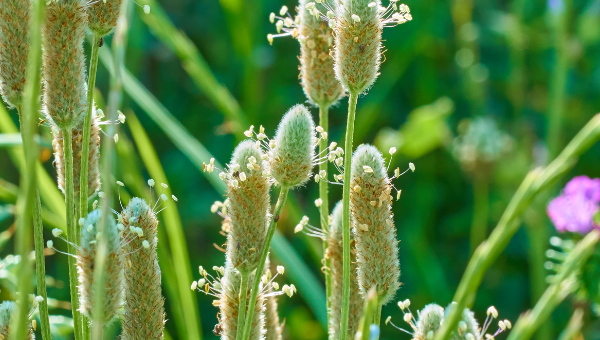 Benefits of psyllium