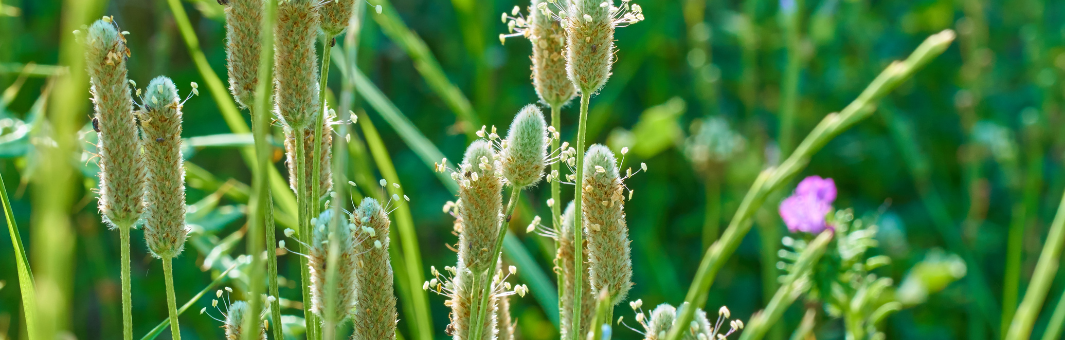 Benefits of psyllium