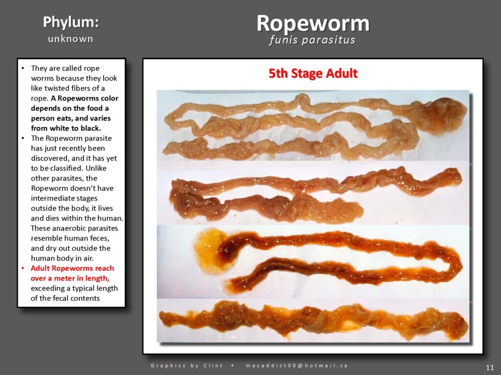Ropeworm