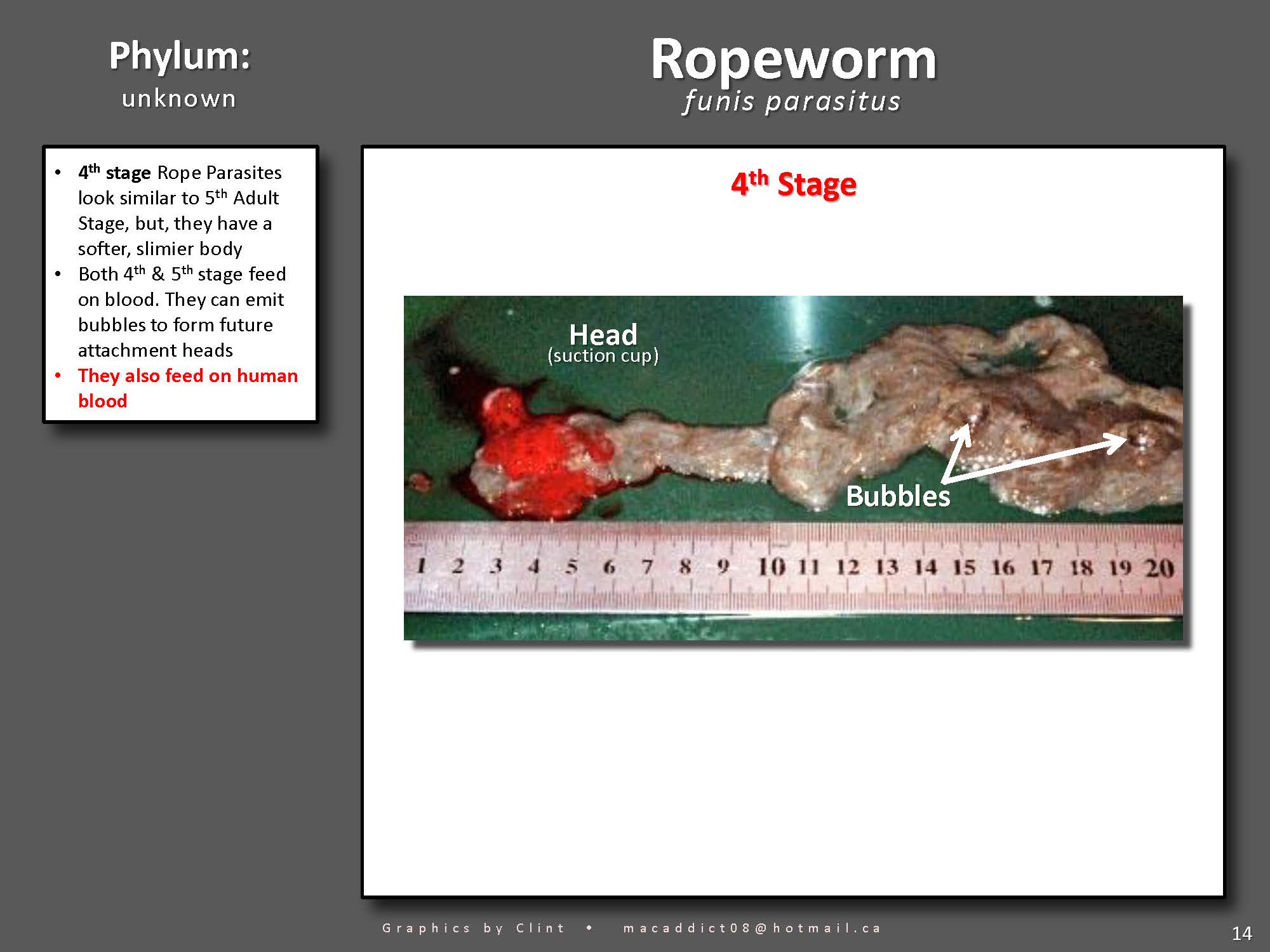1670893419_ParasiteIdentificationChart_Page_13 Colon Hydrotherapy