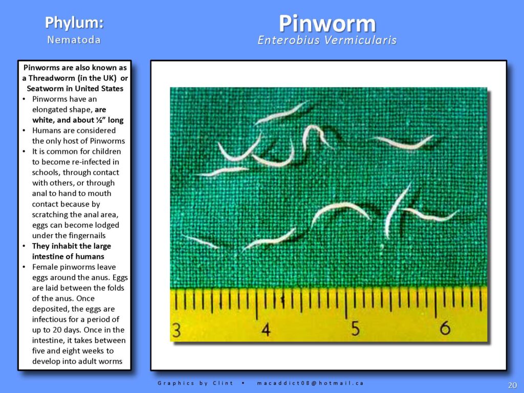 Pinworm