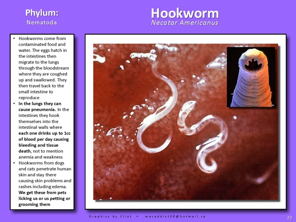 Hookworm