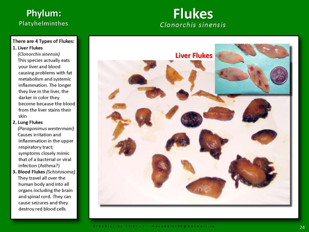 Flukes