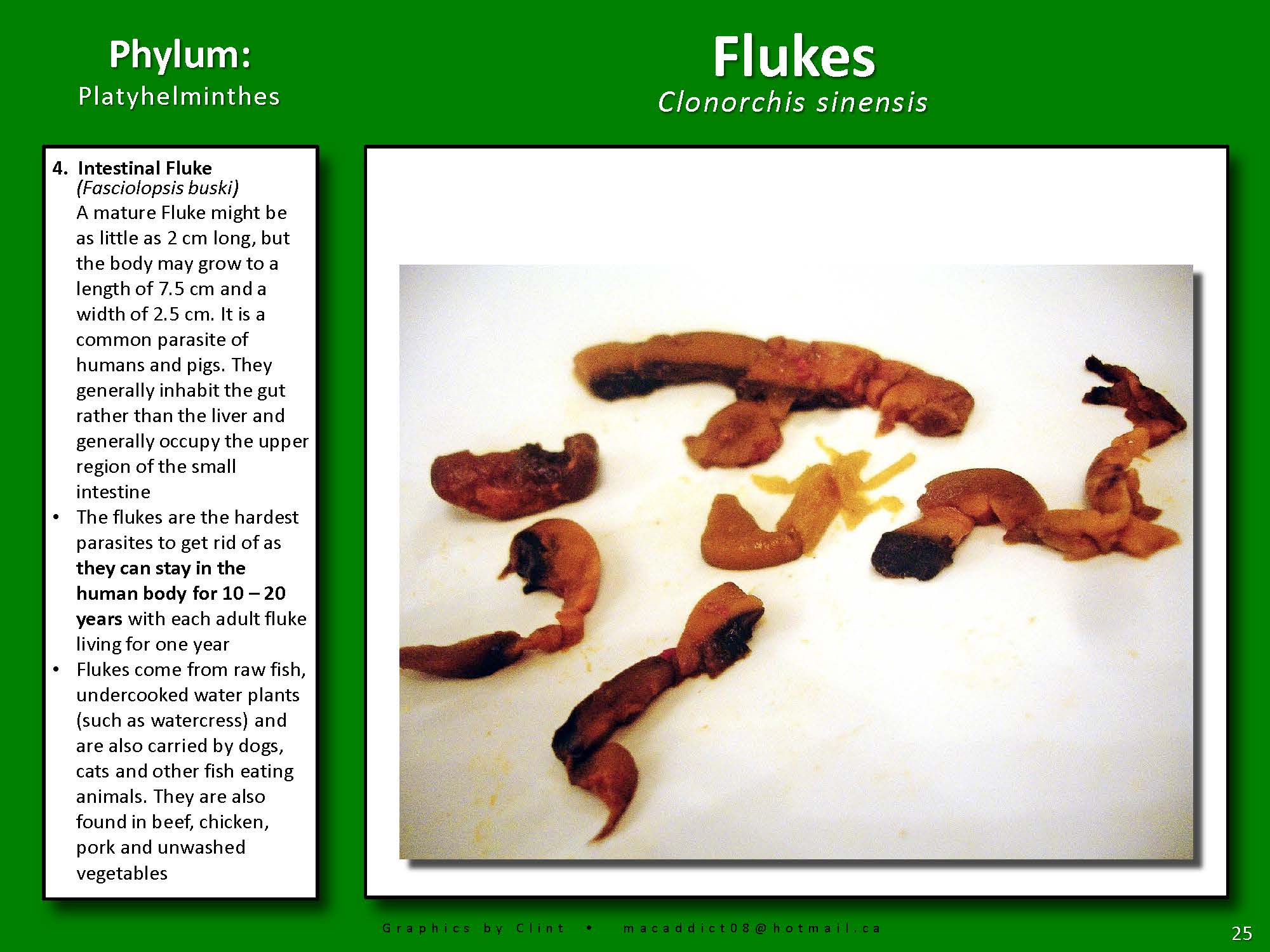 1670893419 parasite identification chart page 24 colon hydrotherapy